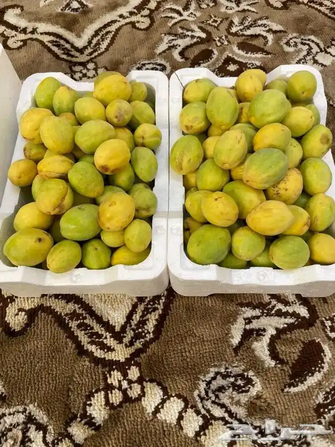 للبيع لوز إسكندراني أصفر ولوز أحمر 4