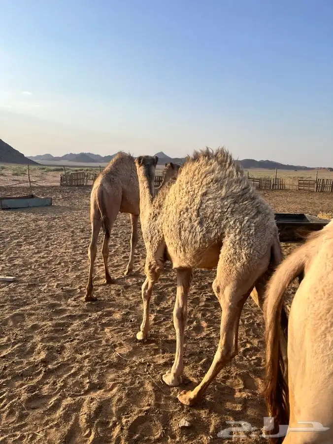 بكار 1