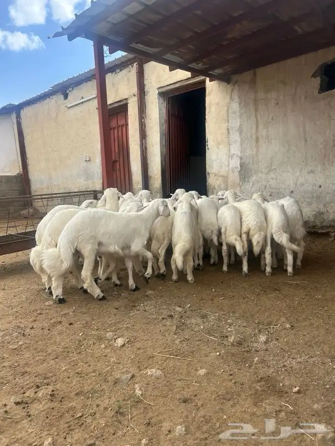 طليان ورخال للبيع العدد 25 2