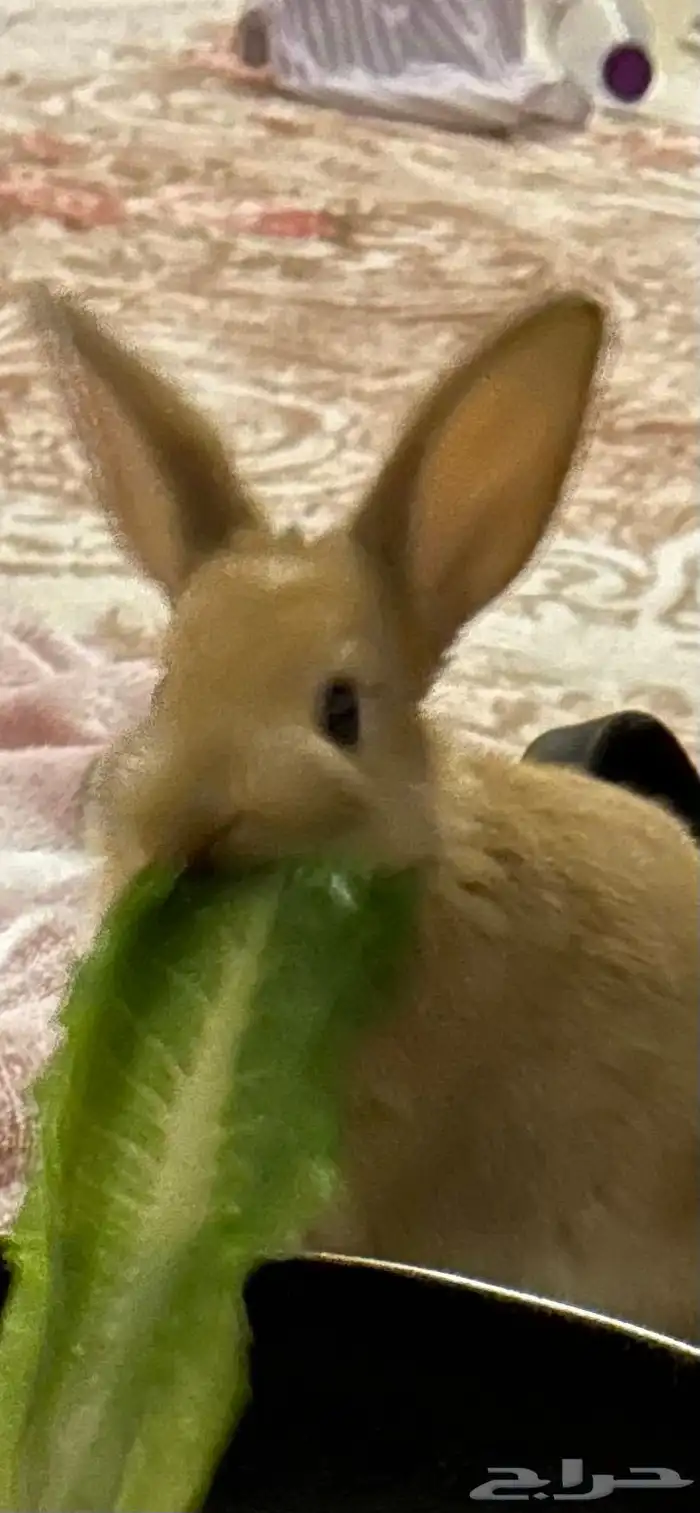 أرنب صغار للبيع 2