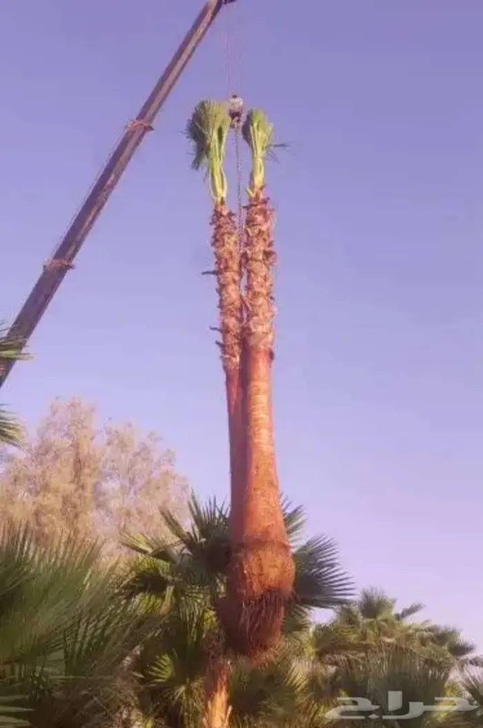 نخل واشنطني زينه واشنطن للبيع والتوريد 2