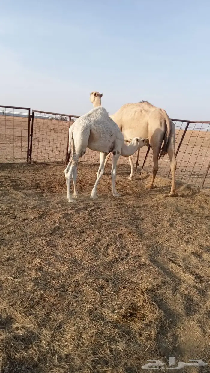 للبيع خلفه ومعها قعود عمره 7 شهور 0