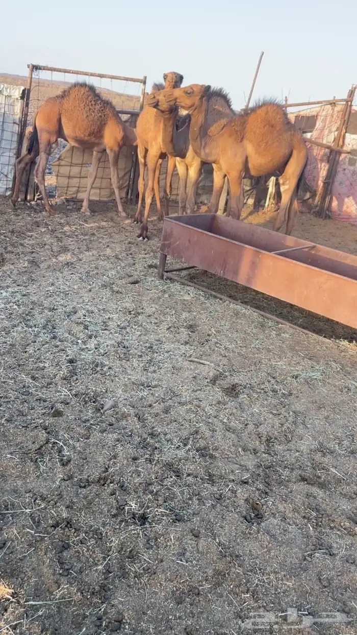 قعدان العمر 6 شهور 0