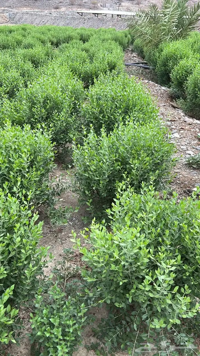 حناء و سدر و مشاط من المزرعه لك نضييف 0