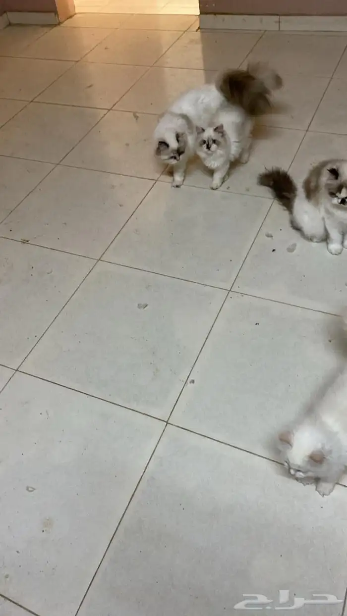 للبيع قطط 3