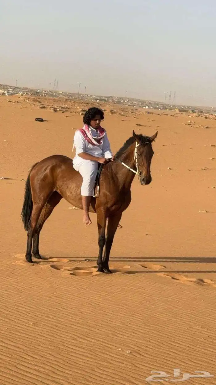 الفرس كفو لايجي الا صامل 2