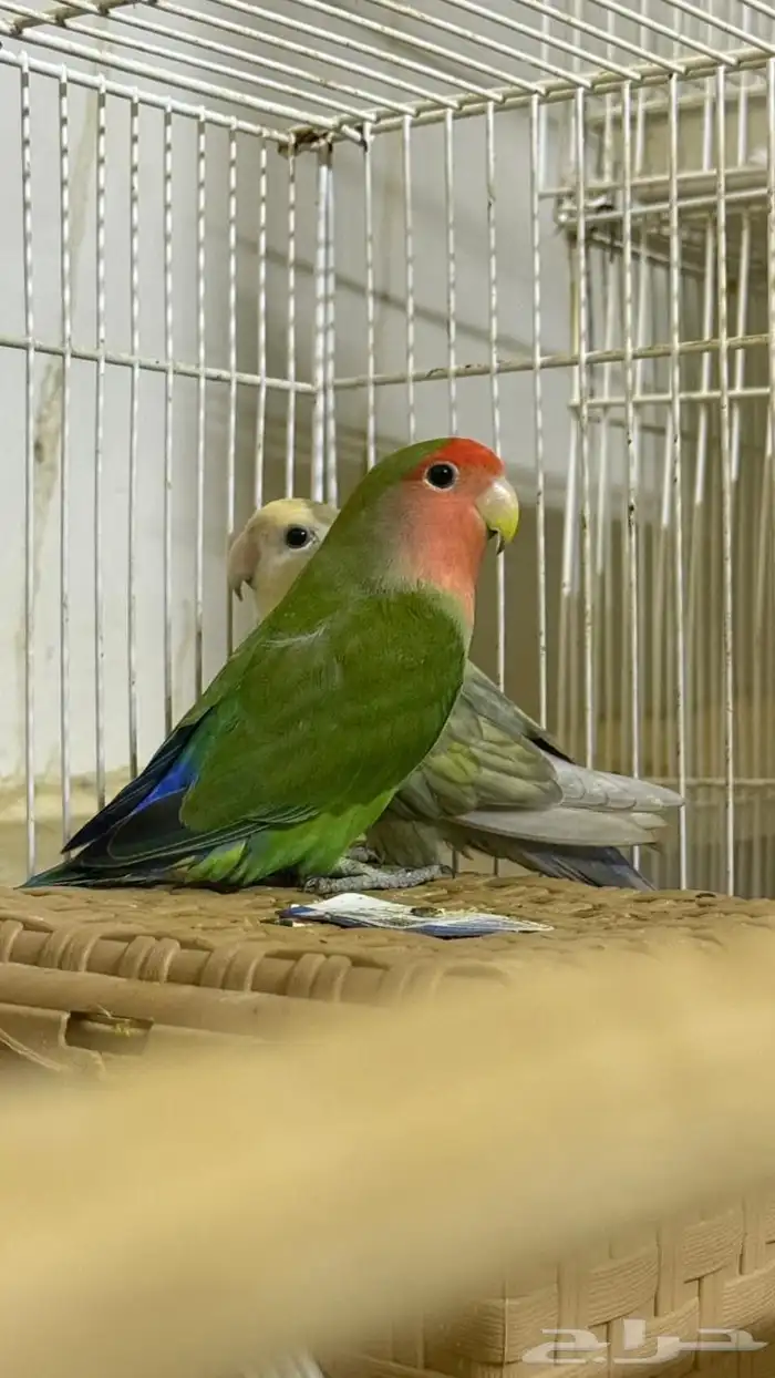 ازواج روز للبيع جمله 4