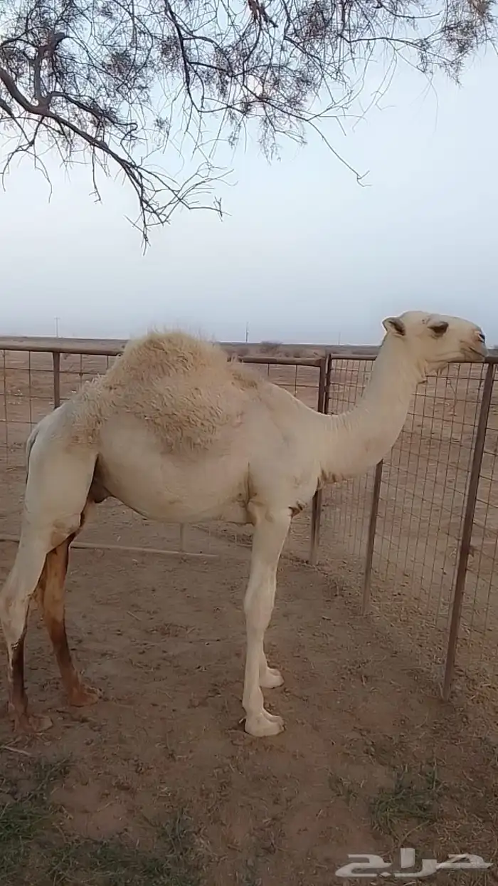 قعود طيب وللبيع 4