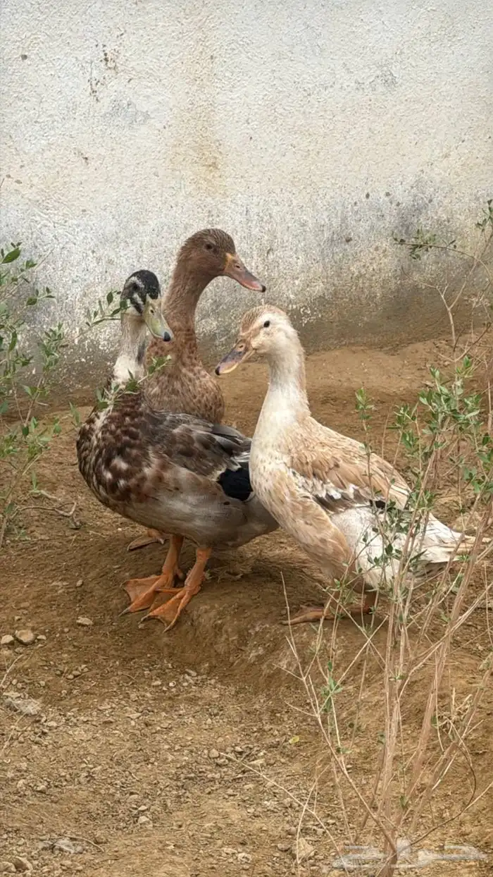 بط للبيع 0