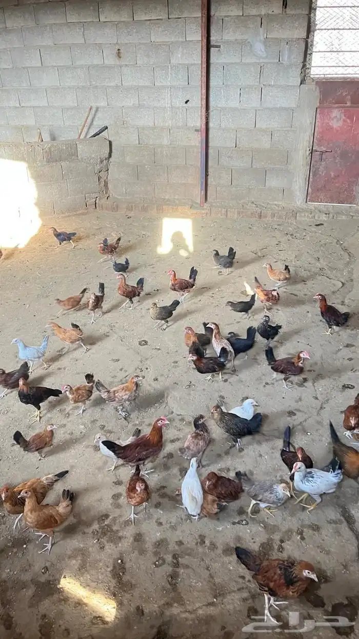 دجاج بلدي 1