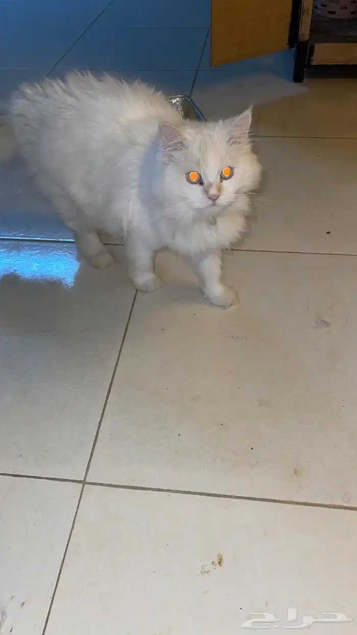 للبيع قطط 2