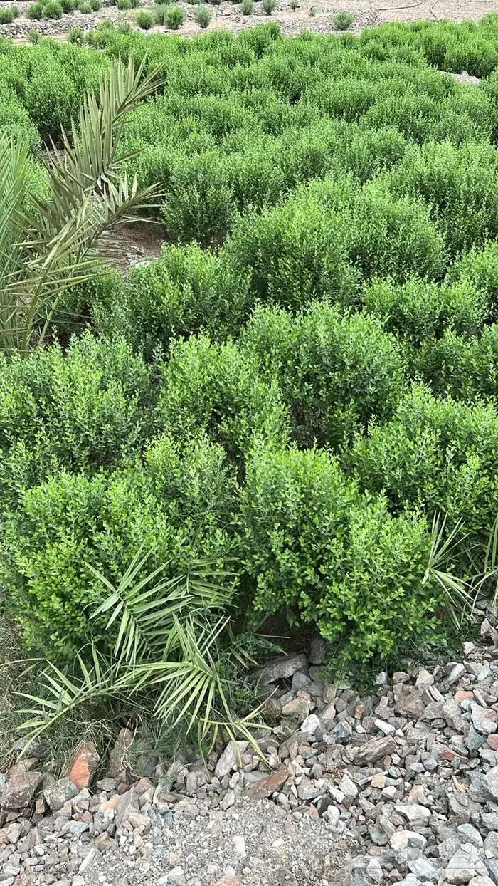 حناء و سدر و مشاط من المزرعه لك نضييف 2