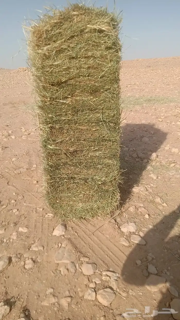 علف بلو بنك 0