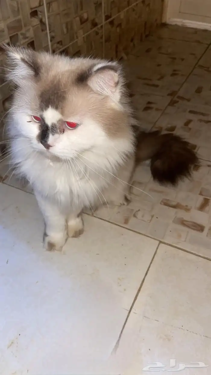 للبيع قطط 0