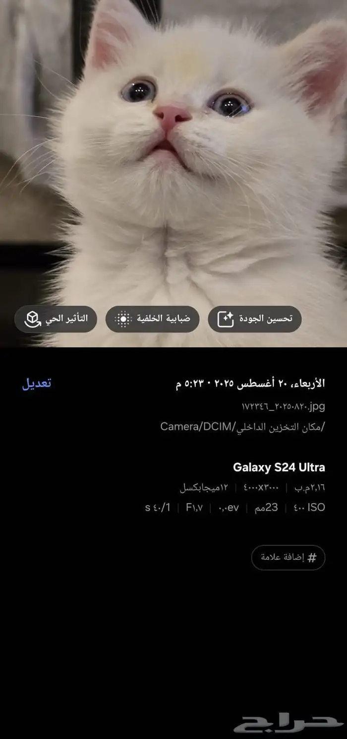 قط سكوتش فولد للبيع 2