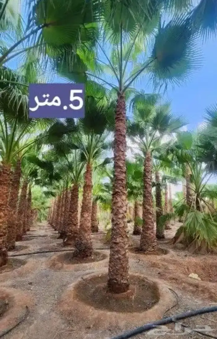 تنسيق الحدائق المنزلية 9