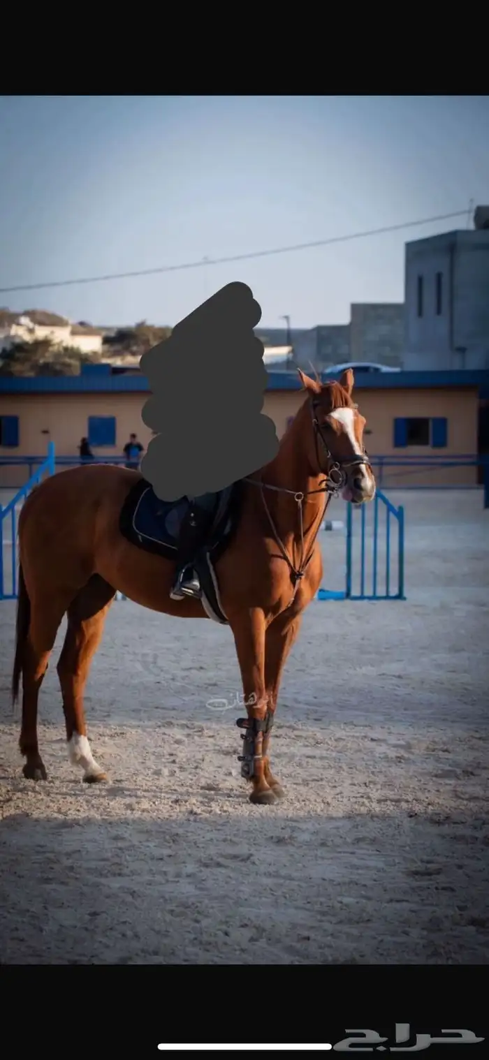 حصان 0