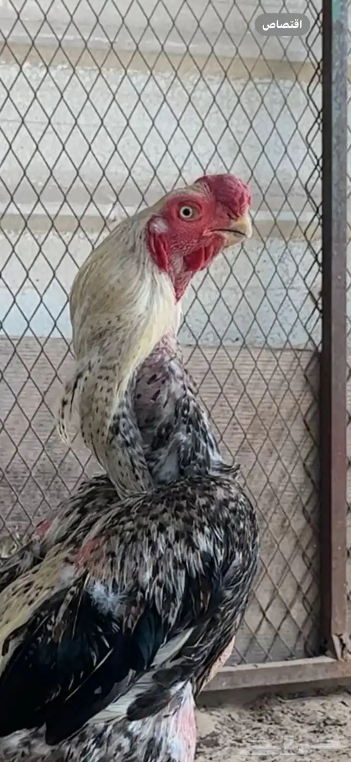 جوز اذناب خوارج استيراد سعود الناصر 1
