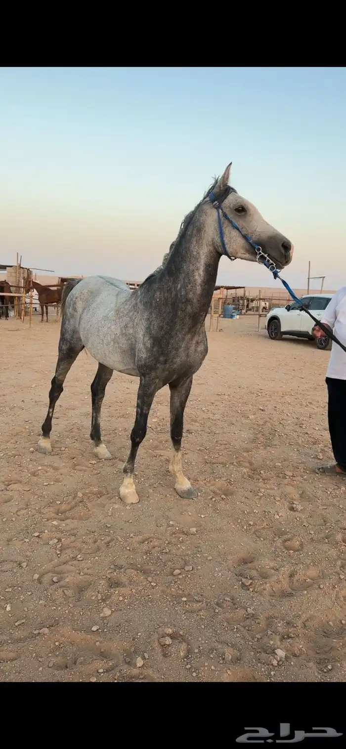 حصان جزيري 1