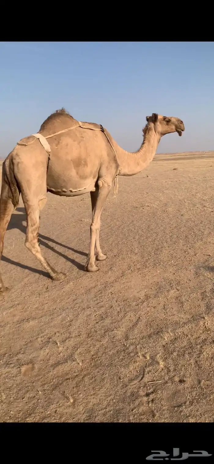 لبيع خفوت صفراء تو بايع ولدها مشروطه من كل عذروب 2