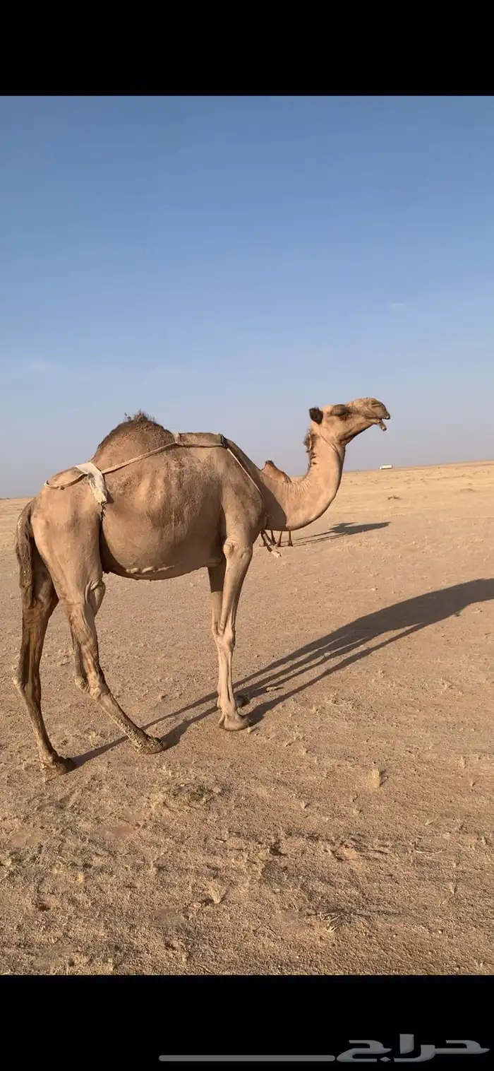 لبيع خفوت صفراء تو بايع ولدها مشروطه من كل عذروب 1