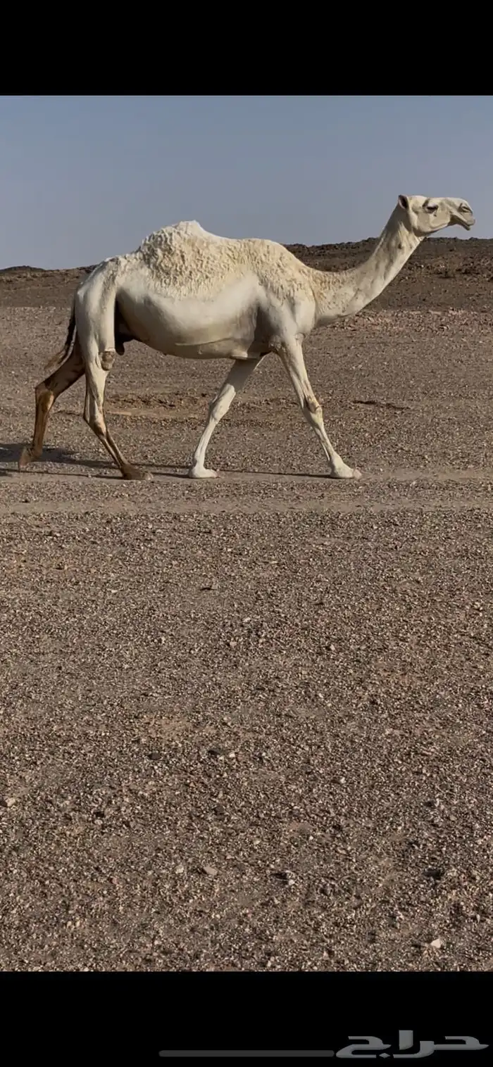 ضريبه وضحا 0