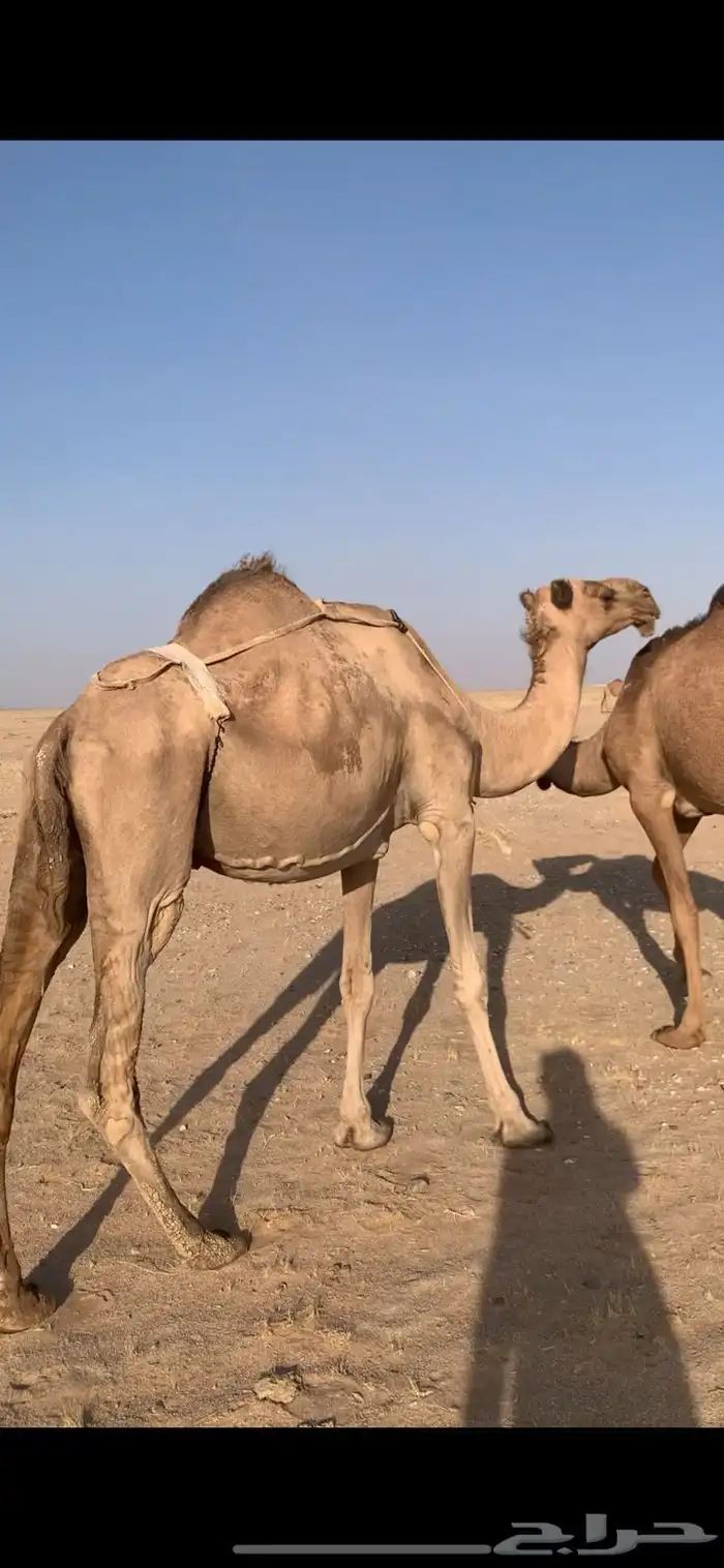لبيع خفوت صفراء تو بايع ولدها مشروطه من كل عذروب 3
