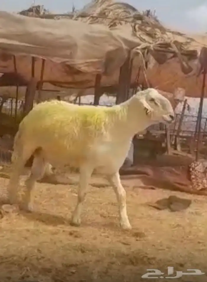 فحل حري صنف الصنف كايف 6
