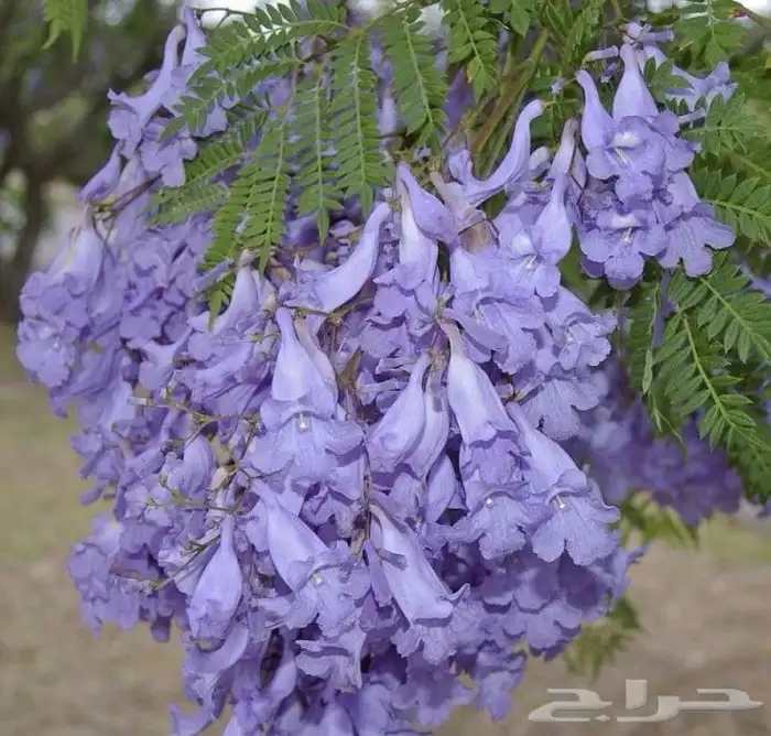 جاكرندا  شجرة الربيع المزهرة بألوان مبهج 3