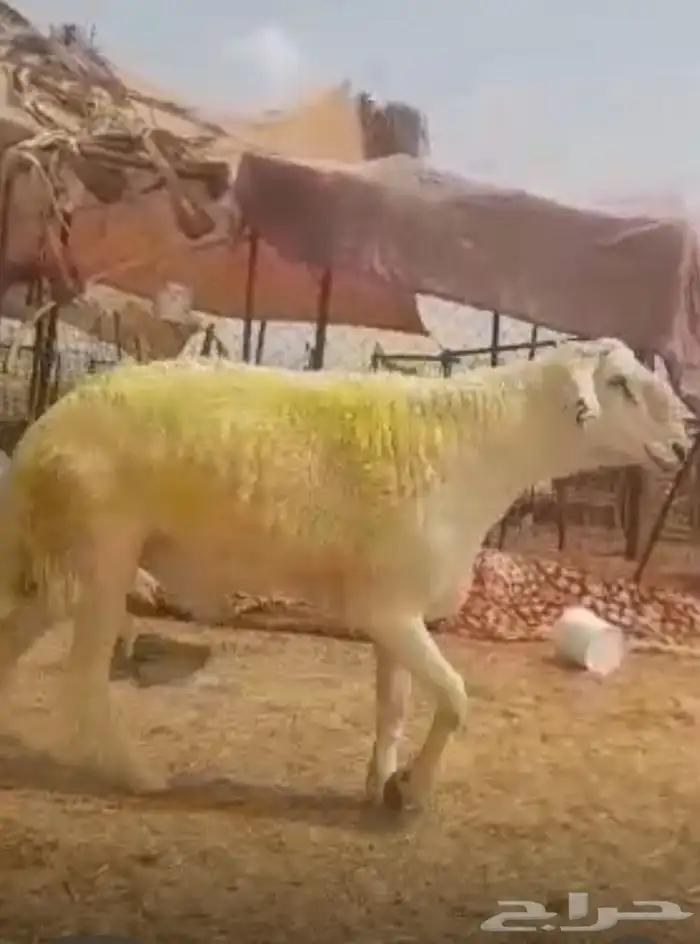 فحل حري صنف الصنف كايف 7