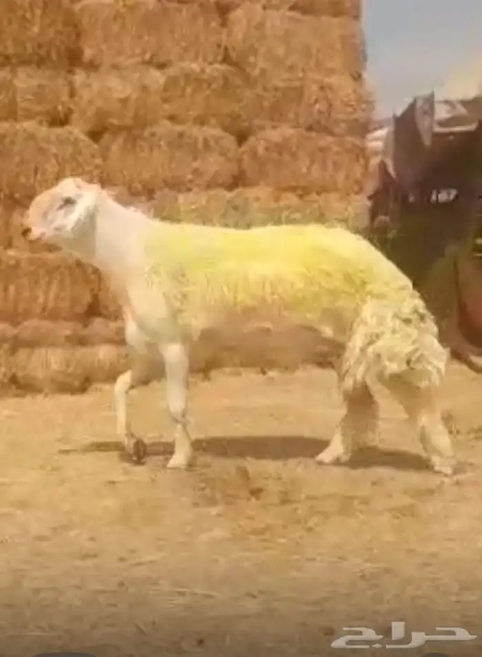 فحل حري صنف الصنف كايف 4
