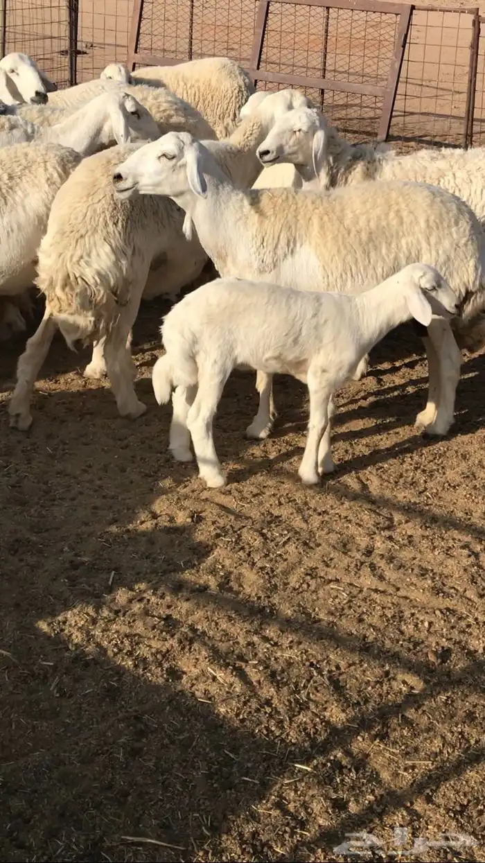 حريات حرش مراح 1
