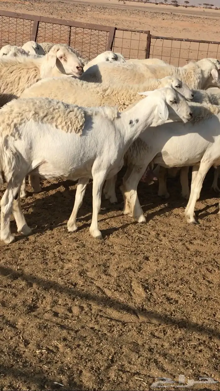 حريات حرش مراح 3