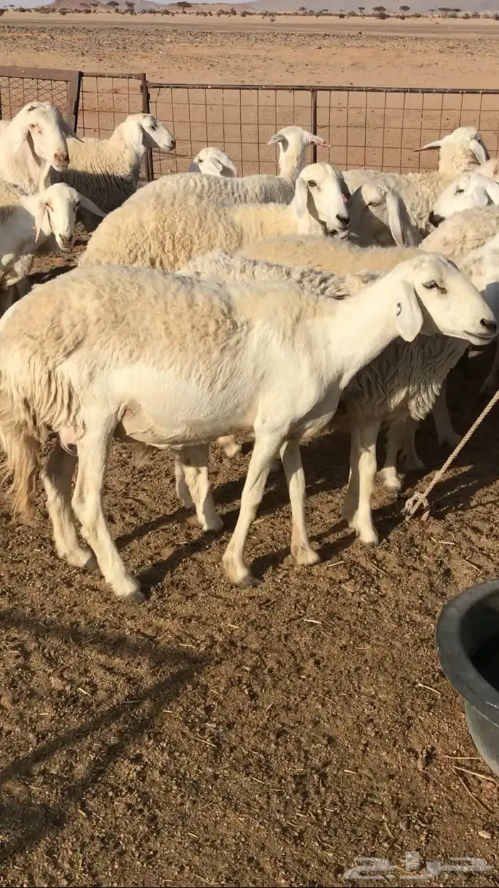 حريات حرش مراح 2