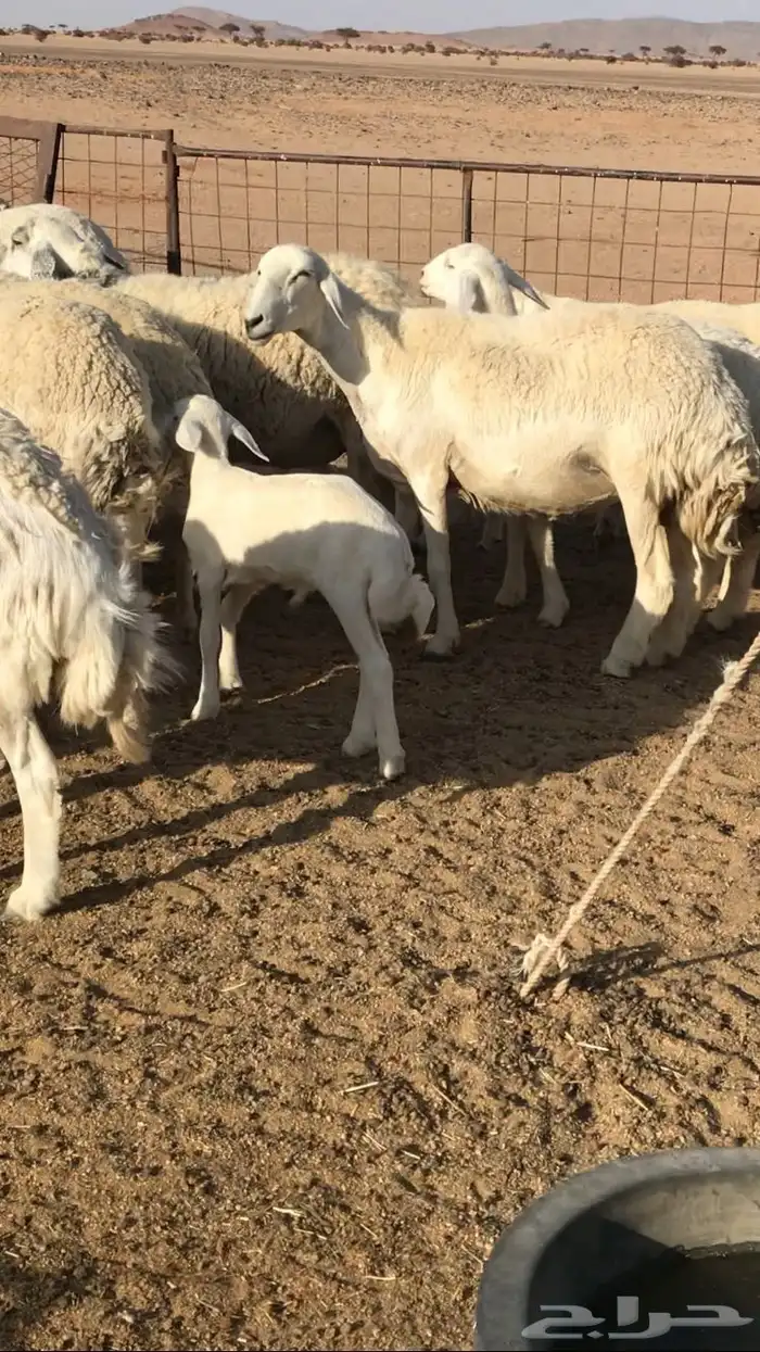 حريات حرش مراح 7