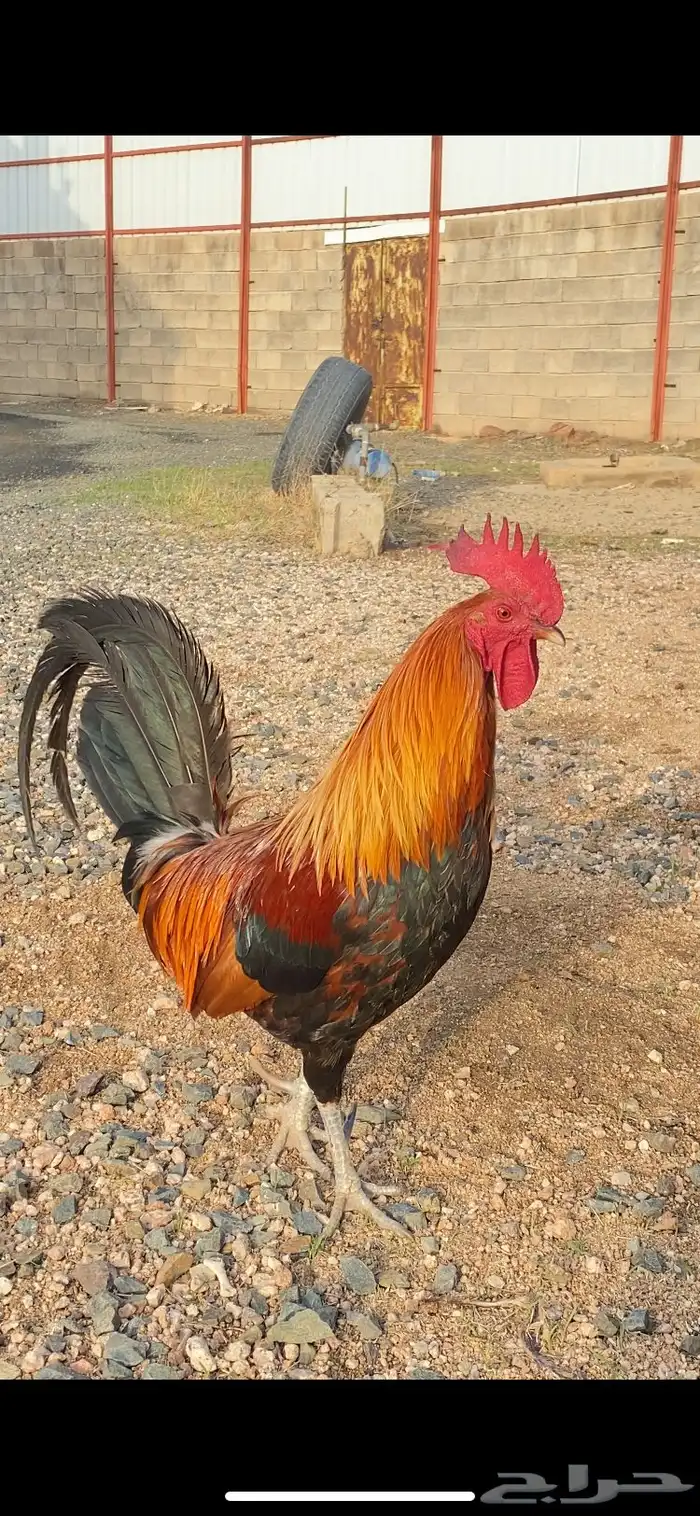 ديك بلدي 0