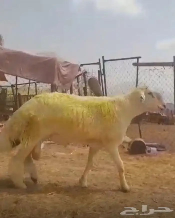فحل حري صنف الصنف كايف 9