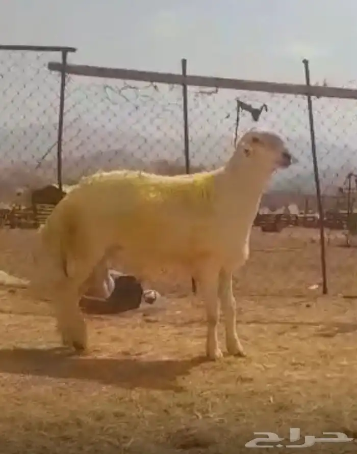 فحل حري صنف الصنف كايف 8