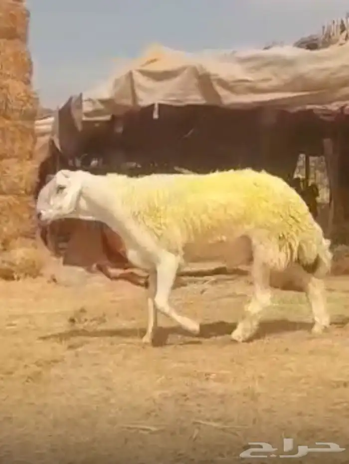 فحل حري صنف الصنف كايف 5