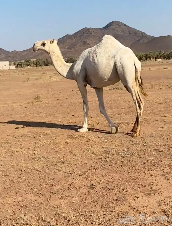 للبيع بكره باتليه جدها مشاكل ابو عجاريد سنها حقه تدخل لقيه 7