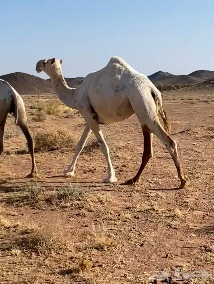 للبيع بكره باتليه جدها مشاكل ابو عجاريد سنها حقه تدخل لقيه 1