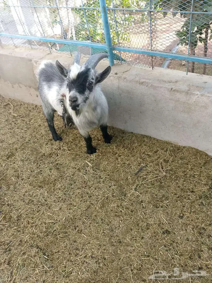 للبيع تيس قزمي للبيع في عيون الجواء 2