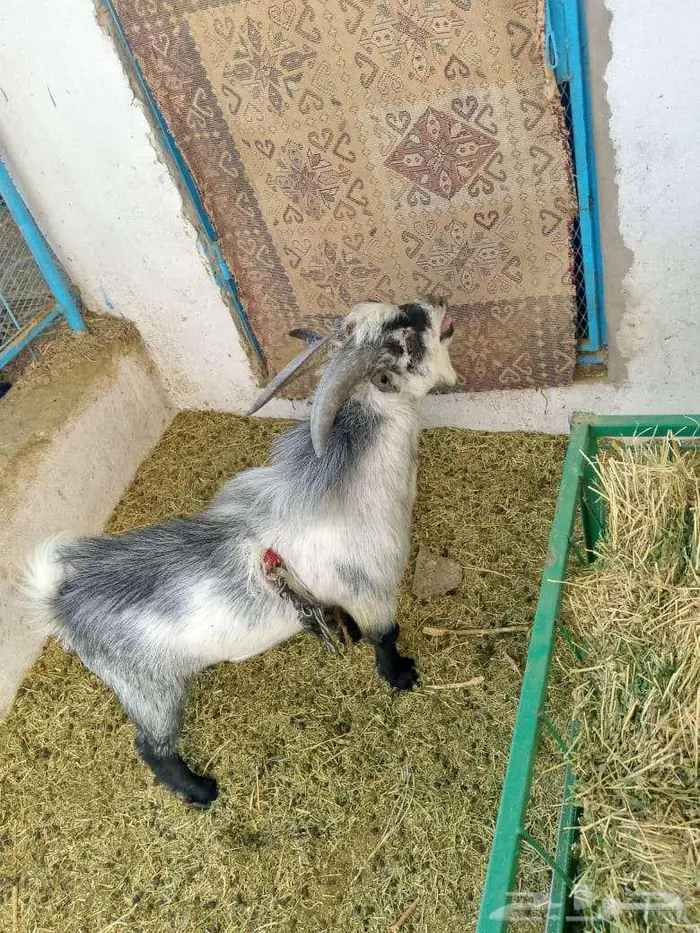 للبيع تيس قزمي للبيع في عيون الجواء 1