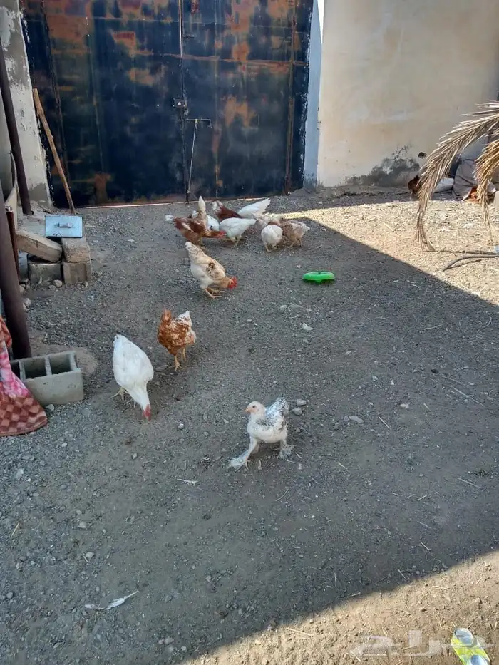 دجاج الماني و دجاج براهما مع بط و وز وكتاكيت صغيره 2