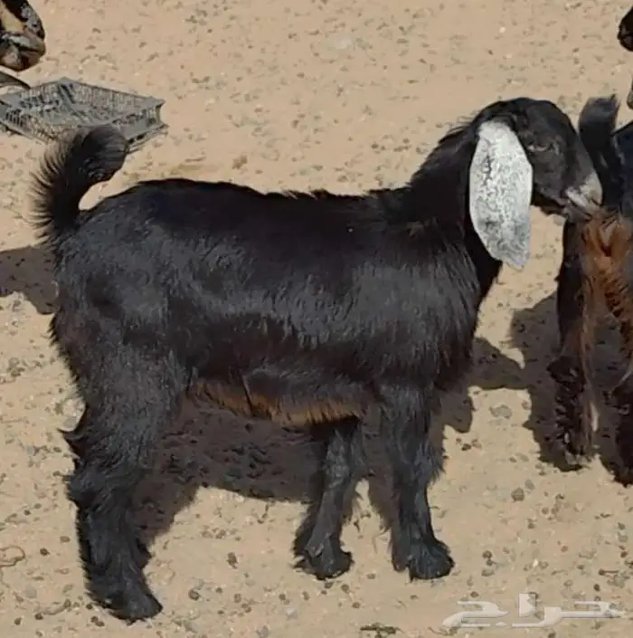مشروع فحل بيشي 1