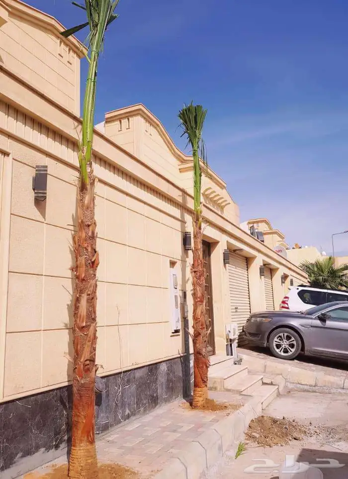 نخل واشنطني زينه واشنطن للبيع والتوريد 5