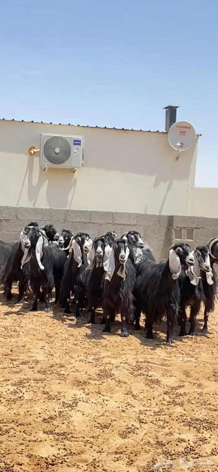 معزا عوارض صنف فاخره 2