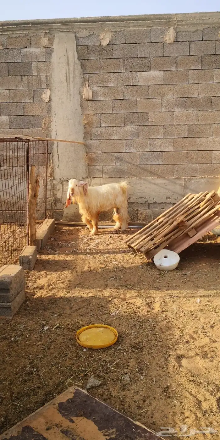 تيس فحل 2