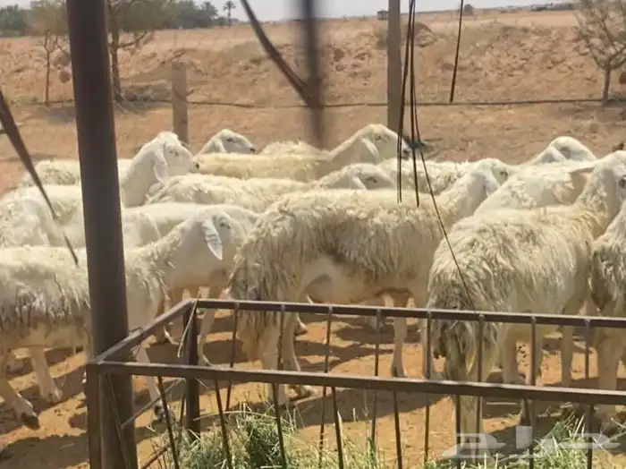 حريات البيع 5