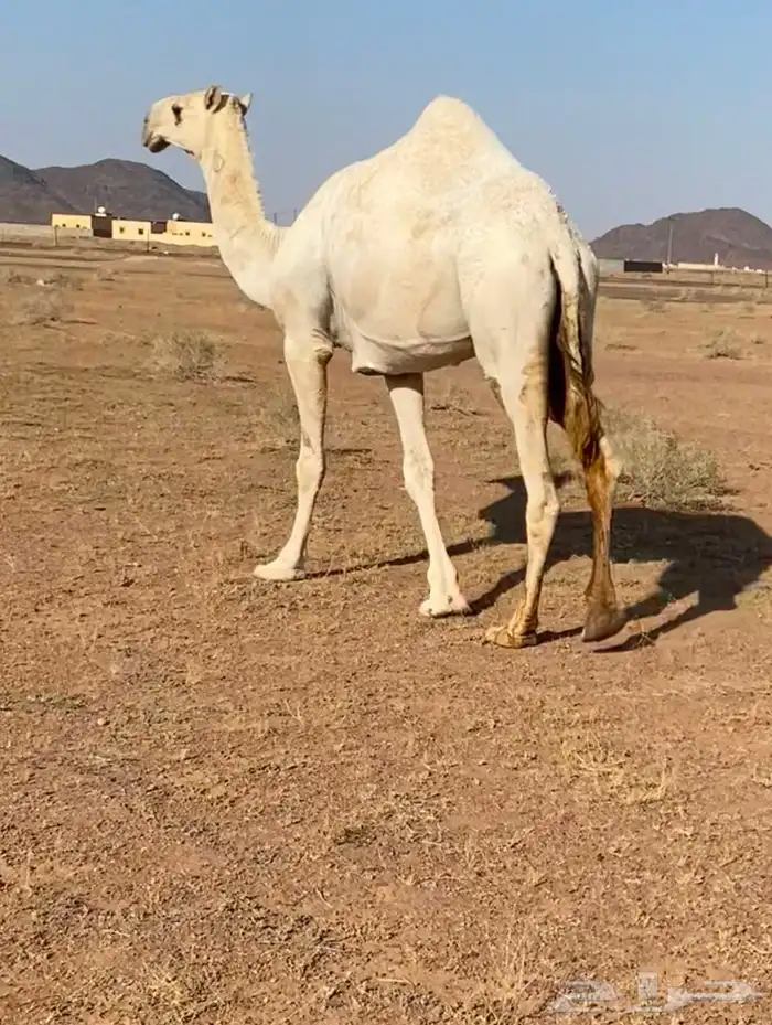 للبيع بكره باتليه جدها مشاكل ابو عجاريد سنها حقه تدخل لقيه 5